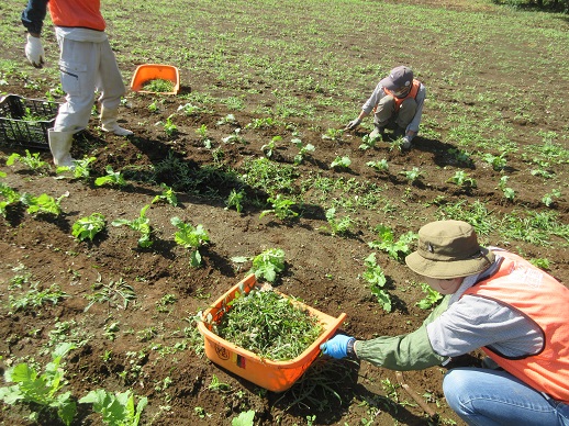 ダイコンの除草