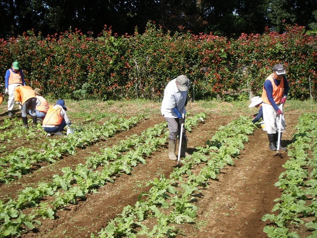 ダイコンの追肥