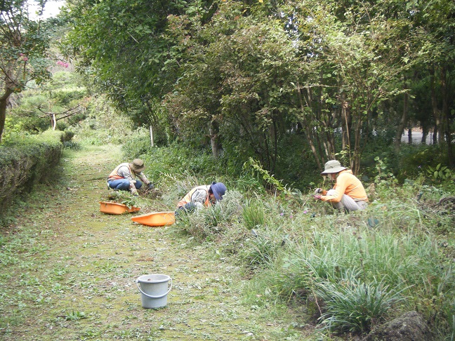 山野草ガーデン整備