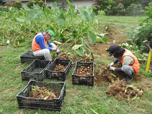 サトイモの試し掘り