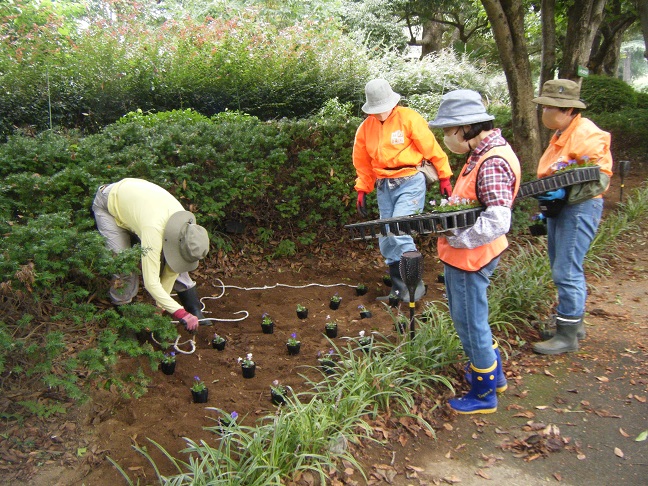 王国通りにビオラ植栽