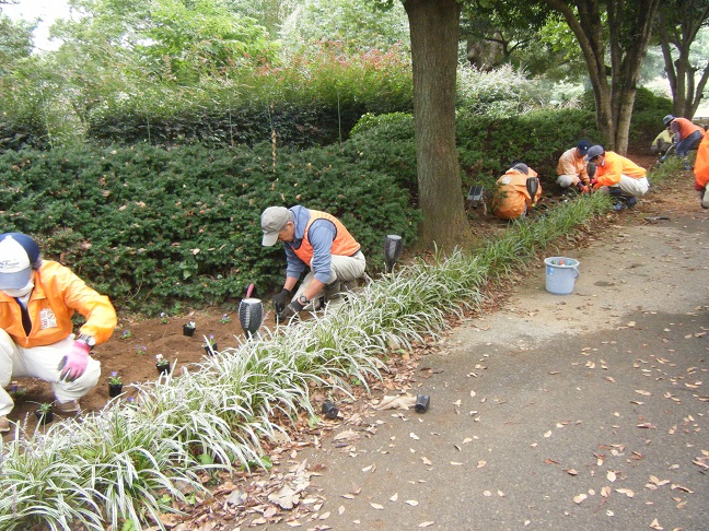 王国通りにビオラ植栽