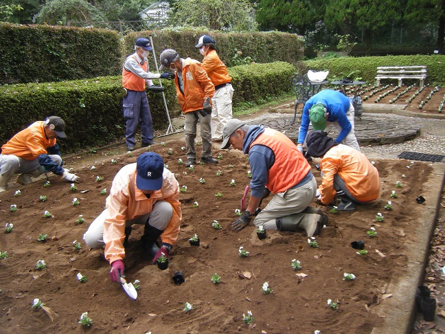 サンクンガーデンビオラ植栽