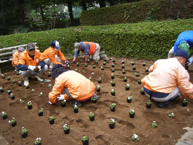 サンクンガーデンビオラ植栽