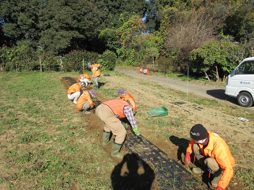 タマネギ苗植栽