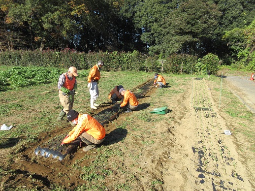 タマネギ苗植栽