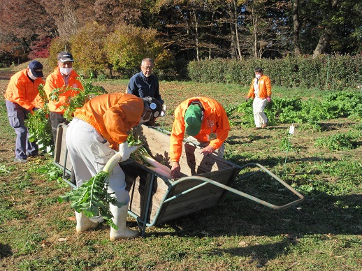 ダイコン掘り