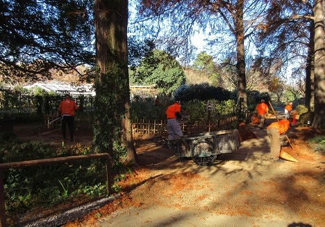 ラクウショウの森清掃