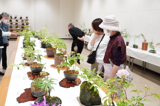 山野草展示