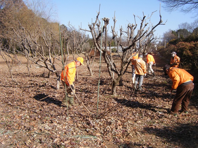 果樹園の剪定