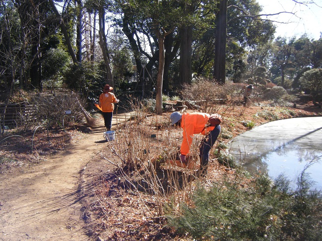 山野草ガーデン整備