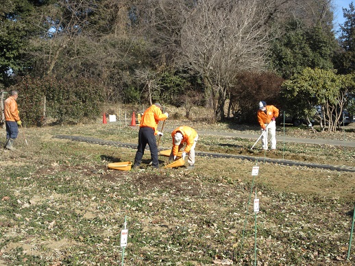 畑の落ち葉片付け