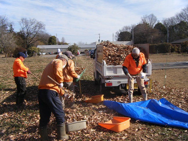 畑の落ち葉片付け