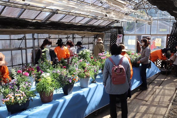 花苗寄せ植え販売