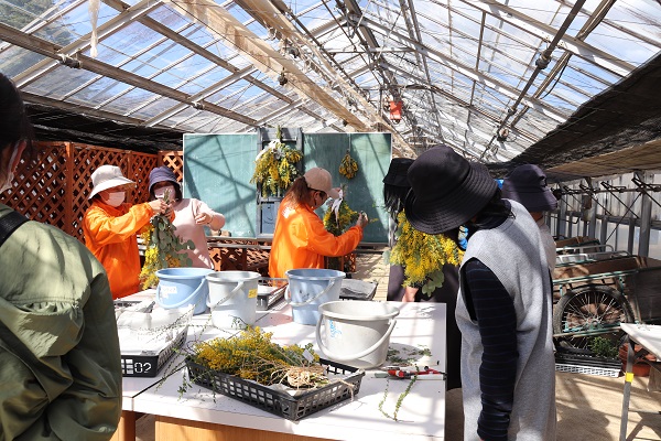 ミモザのリース・スワッグづくり