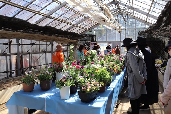 花苗・寄せ植え販売