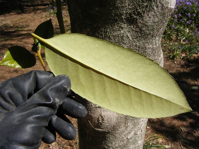 タラヨウの葉