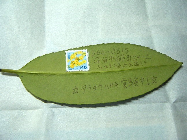 タラヨウハガキ計画