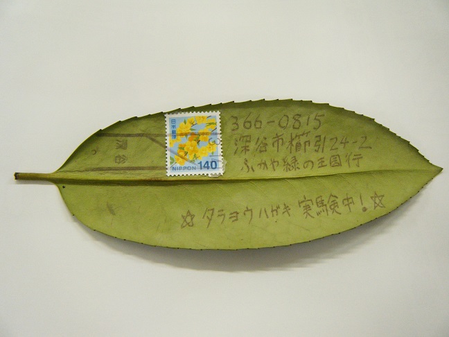 タラヨウハガキ