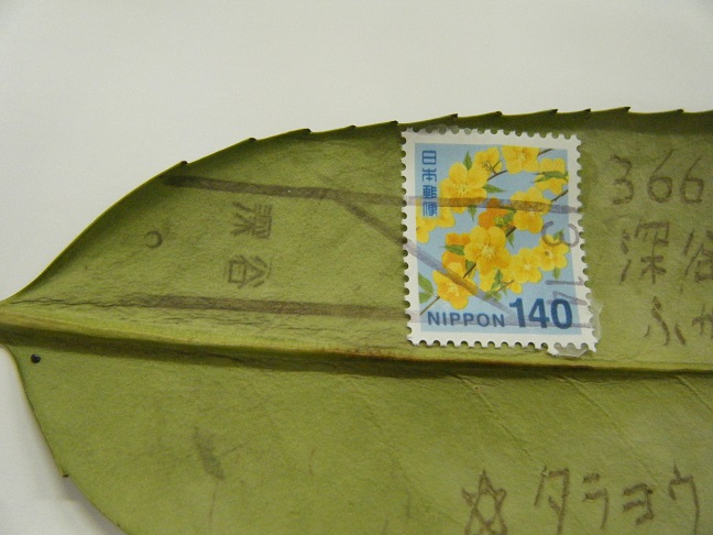 タラヨウハガキ