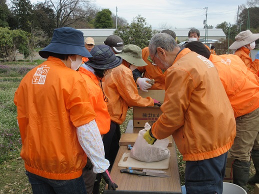 ジャガイモの定植