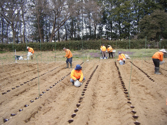 ジャガイモの定植