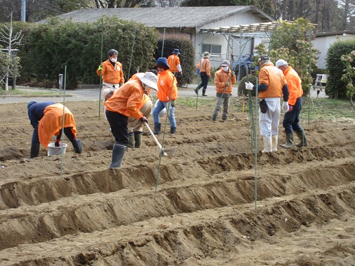 ジャガイモの定植
