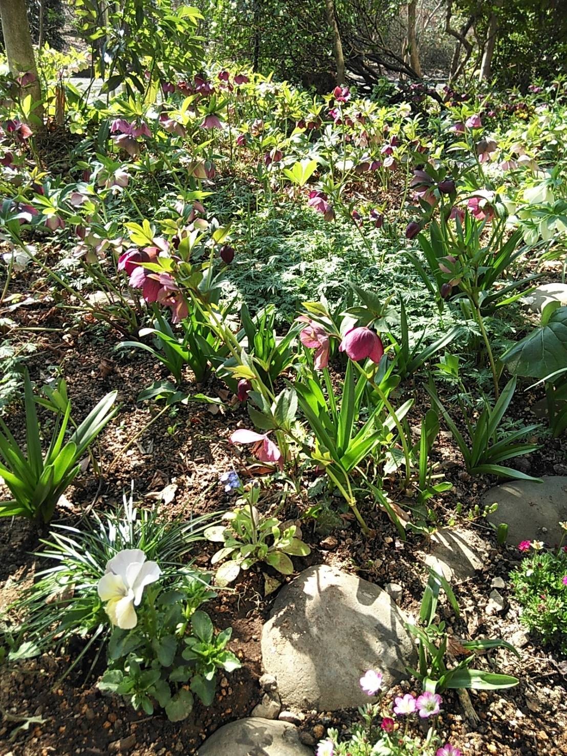 鎌田庭のクリスマスローズ