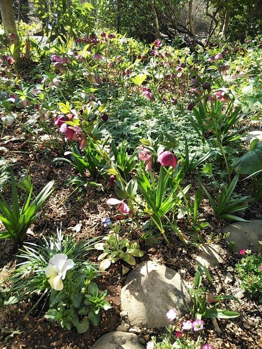 鎌田庭のクリスマスローズ