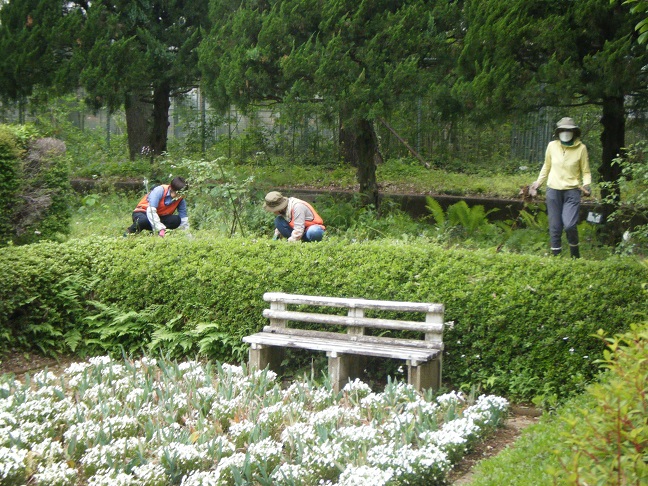 サンクンガーデン除草