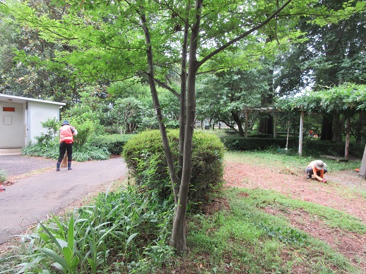 藤棚