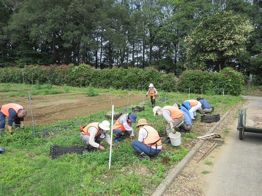 タマネギ収穫