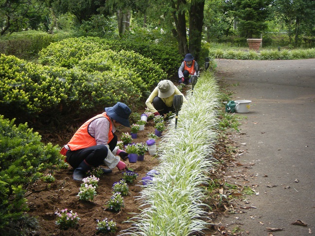 トレニアの植栽