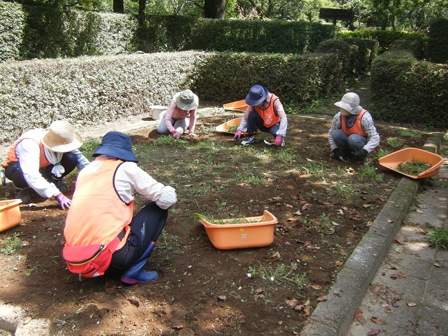 サンクンガーデンの除草作業