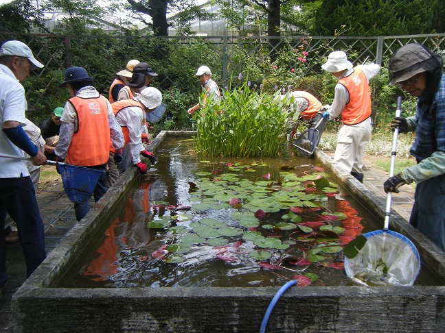 ローズガーデン池の清掃