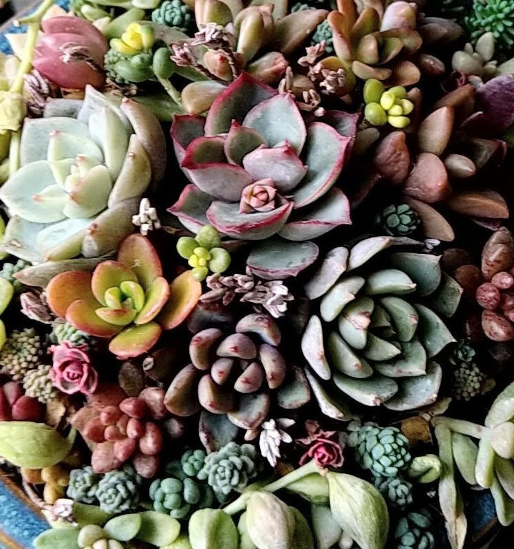 多肉植物寄せ植え
