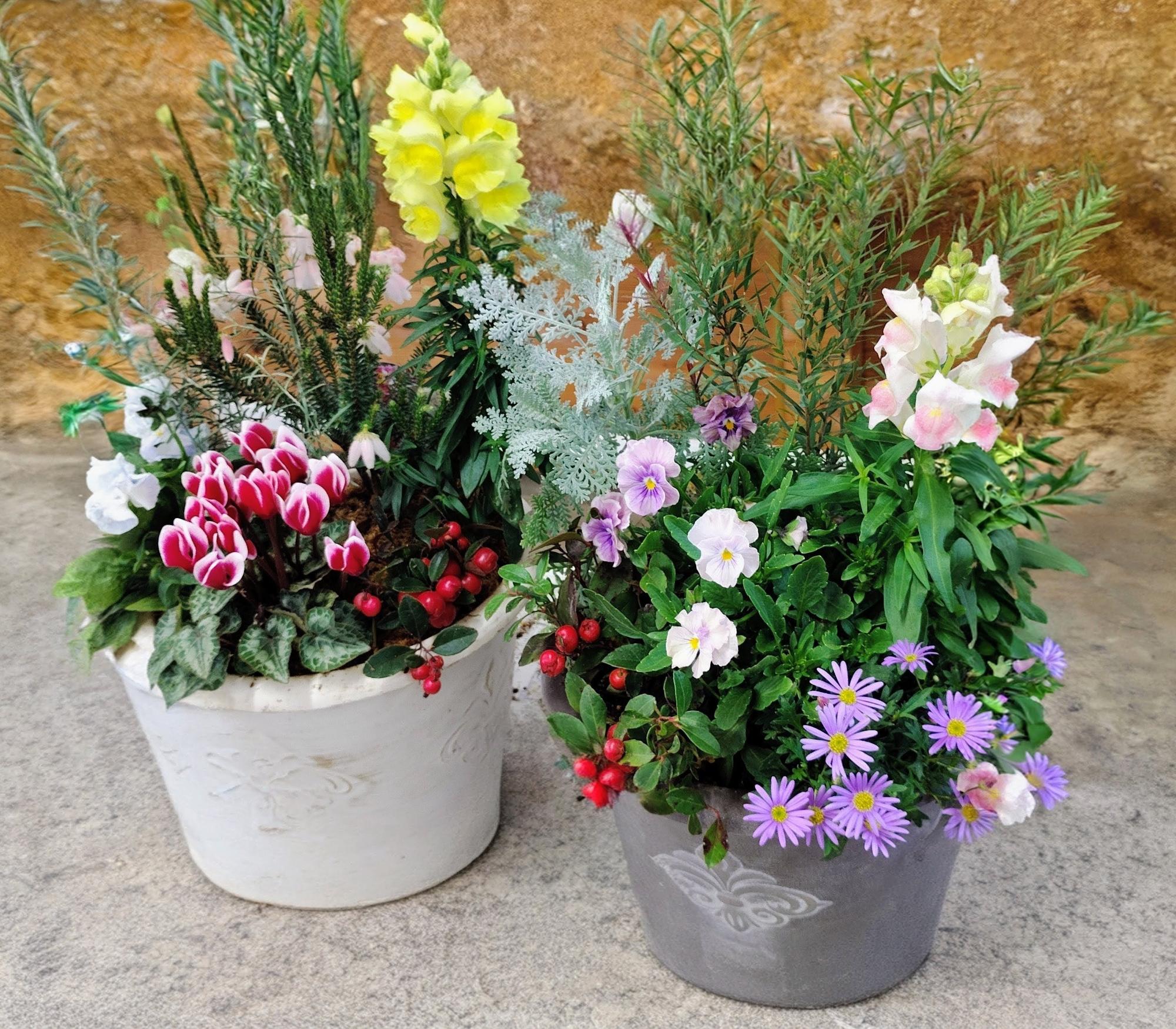 春まで楽しめる寄せ植え教室