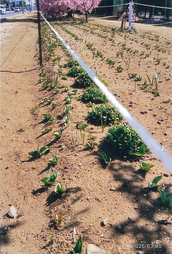 幡羅清掃倶楽部