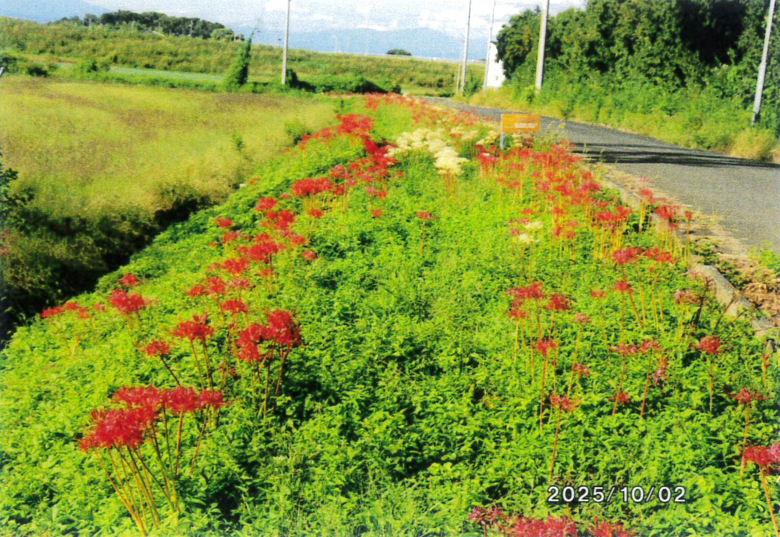 旧日本煉瓦上敷免工場西道路側面環境整備