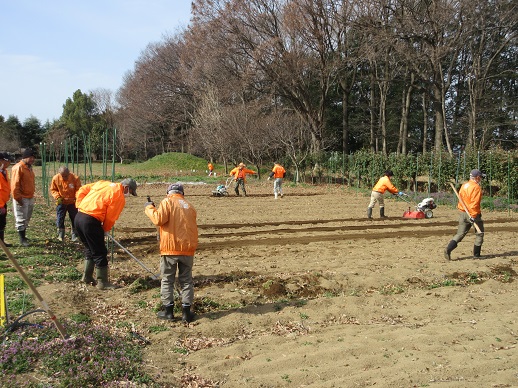 ジャガイモ定植の畝づくり