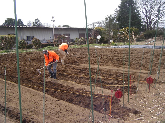 ジャガイモ畝立て