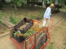 除草作業