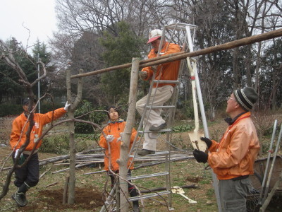 ブドウ棚修繕