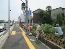 植栽