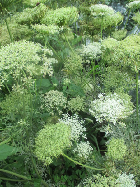 人参の花