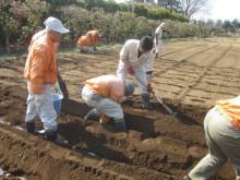 ジャガイモの種植え