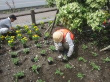 道の駅植栽3