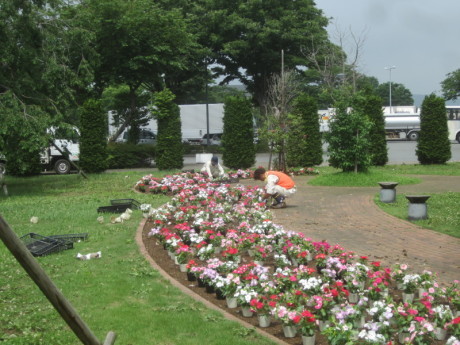 道の駅植栽1