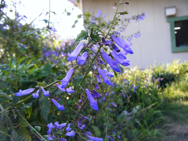 アキチョウジの花
