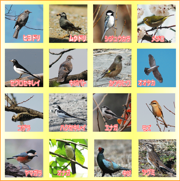 王国の鳥